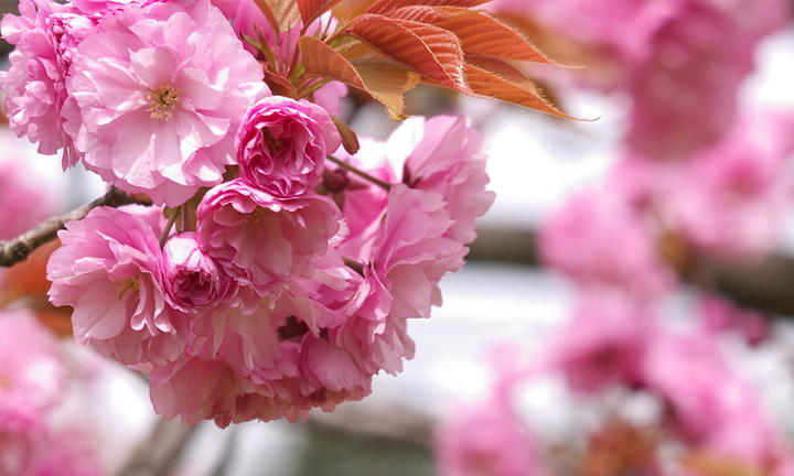 10Okinawa-Cherry-Blossom