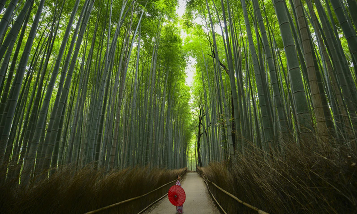3Arashiyama-Bamboo-Grove-in-KyotoL