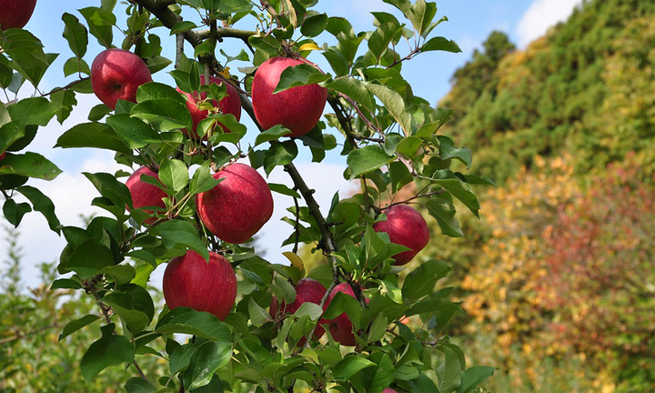 6-HIROSAKI-APPLE-PARK